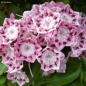 Lorbeerrose Ideal - Kalmia latifolia