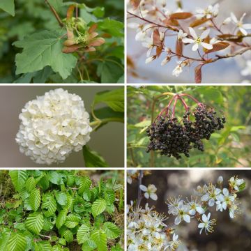 Preiswert-Strauch-Kollektion für Waldhecke Preiswert-Strauch-Kollektion für Waldhecke