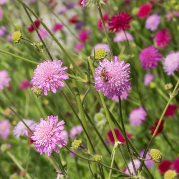 Mazedonische Witwenblume Melton Pastels -Knautia macedonica