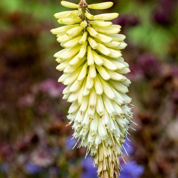 Fackellilie Magical Snow Torch - Kniphofia