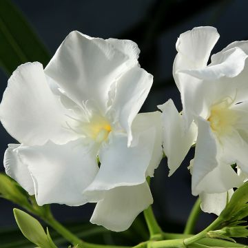 Oleander Mont Blanc – Nerium oleander