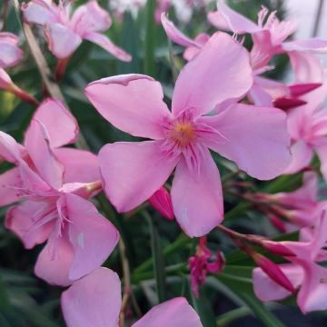 Oleander Magaly – Nerium oleander