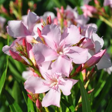 Oleander Sealy Pink – Nerium oleander