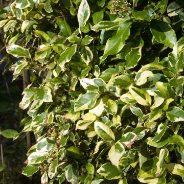 Laurier Tin - Viburnum tinus Variegatum Laurier Tin - Viburnum tinus Variegatum