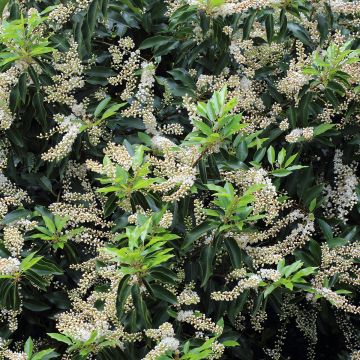 Portugiesische Lorbeerkirsche Angustifolia - Prunus lusitanica