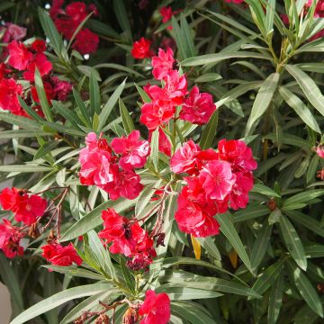 Oleander Double Red - Nerium Oleander Double Red - Nerium