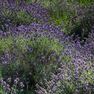 Lavandula angustifolia Havana - Echter Lavendel