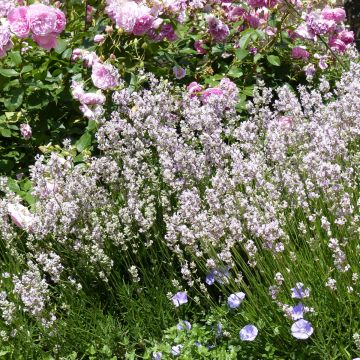 Lavandula angustifolia Rosea - Echter Lavendel