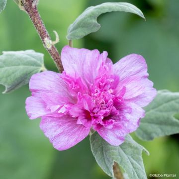 Buschmalve Princess Pink - Lavatera