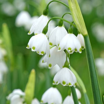 Leucojum aestivum Bridesmaid - Sommer-Knotenblume Leucojum aestivum Bridesmaid - Sommer-Knotenblume