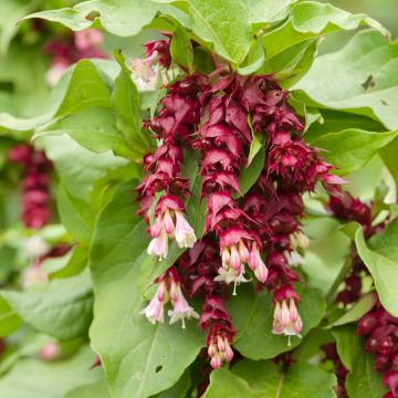 Leycesteria formosa (samen) - Buntdachblume