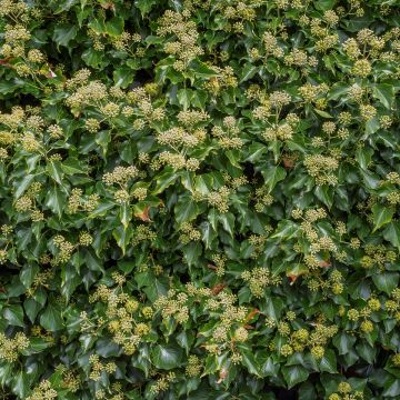 Efeu - Hedera helix Arborescens