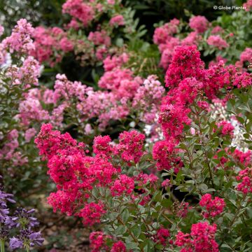 Chinesische Kräuselmyrte Gourmet Red red Wine - Lagerstroemia