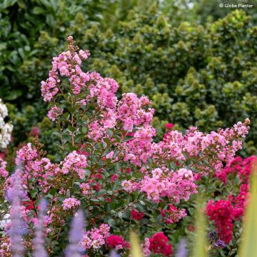 Chinesische Kräuselmyrte  Gourmet Choco Pink - Lagerstroemia