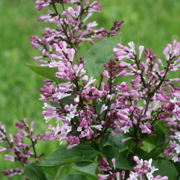 Syringa Baby Kim - Zwerg-Duftflieder Syringa Baby Kim - Zwerg-Duftflieder