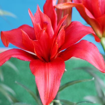 Asiatische Lilie Bald Eagle - Lilium