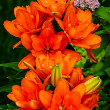 Asiatische Lilie Hulk - Lilium