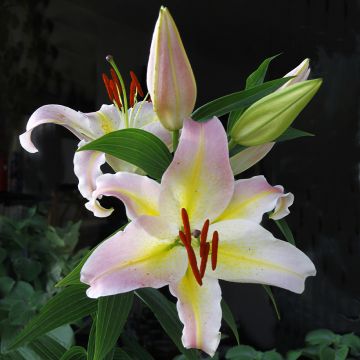 Orientalische Lilie Hocus Pocus - Lilium Orientalische Lilie Hocus Pocus - Lilium