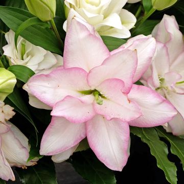 Orientalische Lilie Roselily Anouska - Lilium