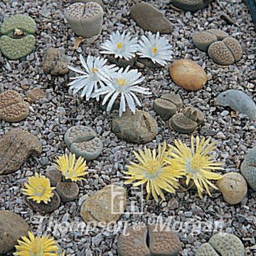 Lithops Pebble Plants Mixed (Samen) - Lebender Stein