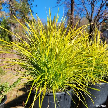 Lomandra longifolia Miner's Gold