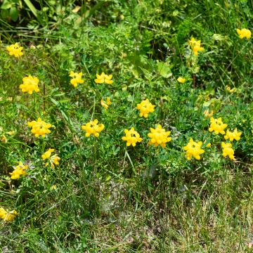 Lotus corniculatus - Lotier corniculé