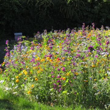 Mischung aus bienenfreundlichen- und nachhaltigen Blüten, Honig und Schmetterlinge 