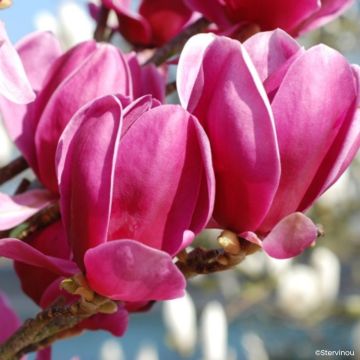 Veredelte Magnolie Shirazz - Magnolia