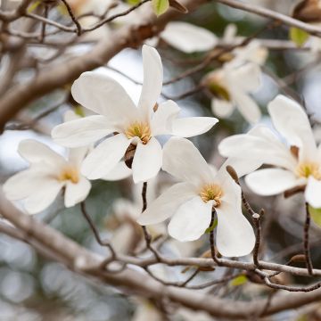 Magnolia kobus (samen) - Kobushi-Magnolie