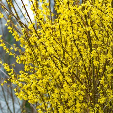 Goldglöckchen Mindor - Forsythie Goldglöckchen Mindor - Forsythie