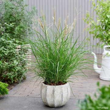 Chinaschilf Missmini - Miscanthus sinensis