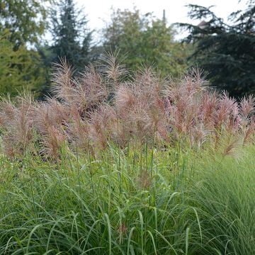 Chinaschilf Sunset - Miscanthus transmorrisonensis 