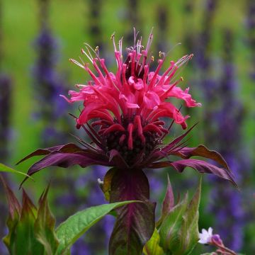 Monarda Scorpion - Indianernessel
