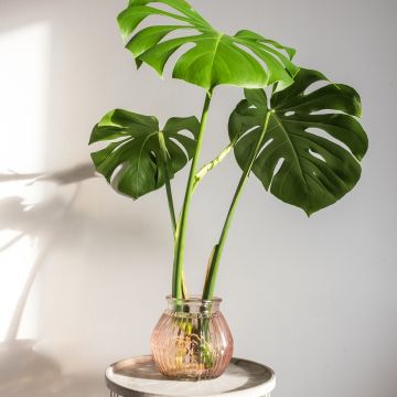 Monstera deliciosa - - Köstliches fensterblatt