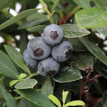 Amerikanische Blaubeere Patriot Bio - Vaccinium corymbosum x myrtillus