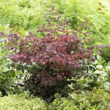 Nandina domestica Curly Obsessed - Himmelsbambus Nandina domestica Curly Obsessed - Himmelsbambus