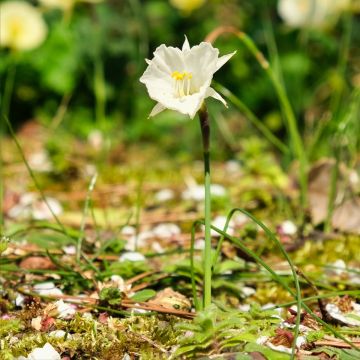 Narcissus bulbocodium White Petticoat