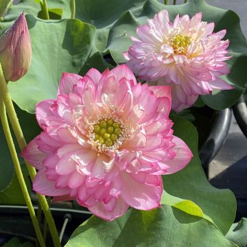 Nelumbo nucifera Pink Lady - Indische Lotosblume
