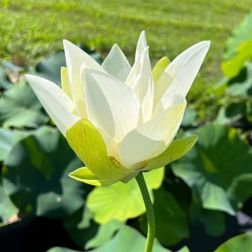 Nelumbo nucifera Tulip Lotus - Indische Lotosblume