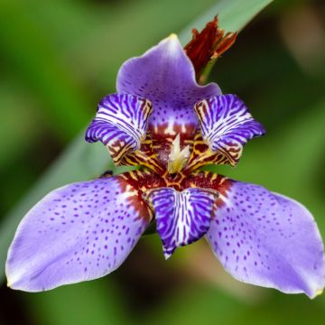 Neomarica caerulea Sky Blue