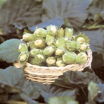 Haselnuss Fertile de Coutard - Corylus avellana Haselnuss Fertile de Coutard - Corylus avellana