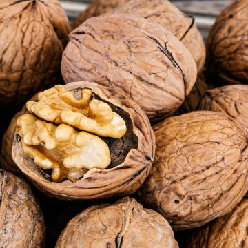 Noyer commun - Juglans regia Noyer commun - Juglans regia