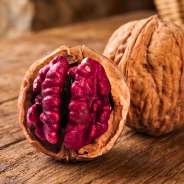 Walnuss Kardinal - Juglans regia