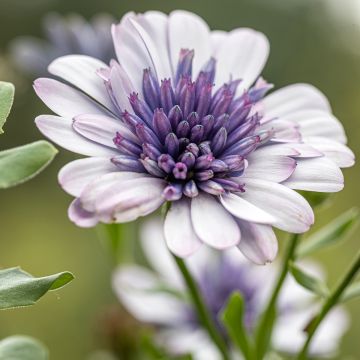 Kapmargerite  3D Steel Blue - Osteospermum