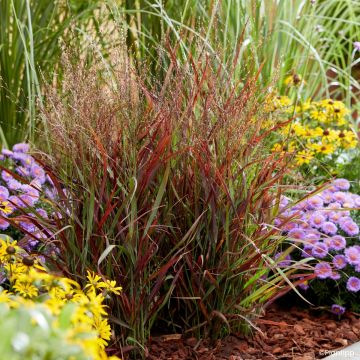 Panicum virgatum Hot Rod - Ruten-Hirse