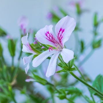Duftende Pelargonie - Pelargonium citriodorum Duftende Pelargonie - Pelargonium citriodorum