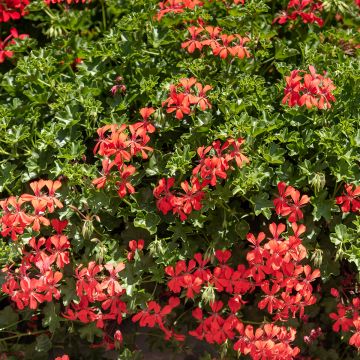 Hängegeranie Royal Single Orange - Pelargonium Hängegeranie Royal Single Orange - Pelargonium