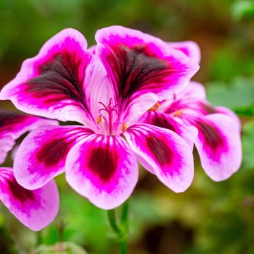 Englische Geranie Angel Eyes Blueberry - Pelargonium Englische Geranie Angel Eyes Blueberry - Pelargonium