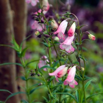 Penstemon Apple Blossom - Galane Penstemon Apple Blossom - Galane