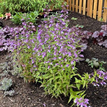 Penstemon Nova Twilight - Bartfaden
